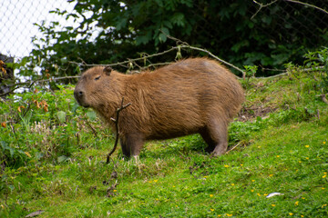 A Capybara standing on a grass hill.