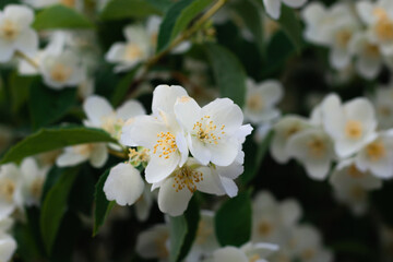 Fototapeta na wymiar Jasmine flowers blossoming on bush in sunny day