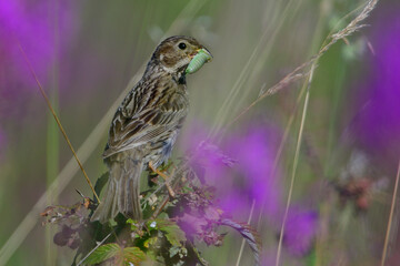 Grauammer bei der Fütterung ihrer jungen