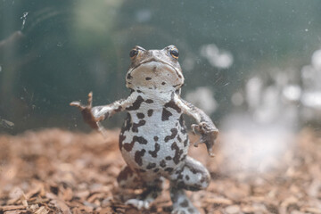 動物園のガラス越しにこっちを見ているお腹が可愛いカエル