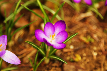 Purple Crocus, natural blurred background