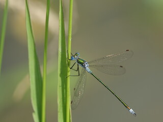 male emerald damselfly (Lestes sponsa)