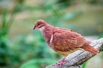 The ruddy quail-dove (Geotrygon montana) is a species of bird in the dove and pigeon family Columbidae. It breeds throughout the West Indies, Central America, and tropical South America. 
