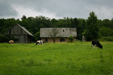 zaniedbane opuszczone stare gospodarstwo na wsi na podlasiu z krowami.