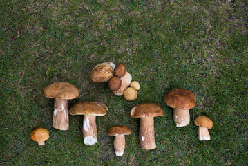 collection of large and small fresh porcini mushrooms lies on the green grass in the forest. Hunting for forest mushrooms. Seasonal hobby to harvest forest mushrooms. Eco tourism