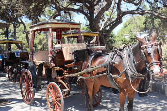 a pair of brown horses in harness pulls an elegant cart on a sunny day in the old town