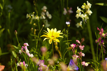 Wildflower meadow in the Summer sunshine with African Daisies.
