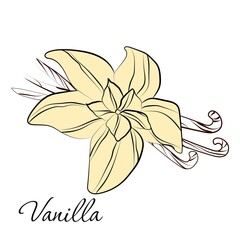 Elegant Outline vanilla with on white background.