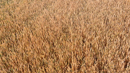 A bird's eye view of wheat field