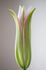 Obraz premium Lilly