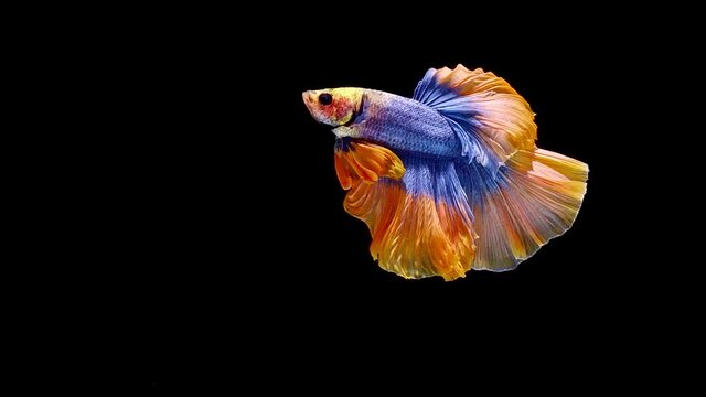 Siamese fighting fish (Betta splendens)
