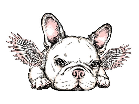 Cute french bulldog puppy with angel wings. Vector illustration in hand-drawn style. Stylish image for printing on any surface	