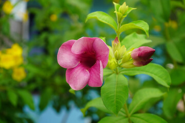 Allamanda blanchetii , Purple Allamanda. Blooming in the garden.