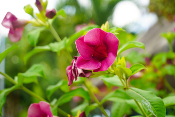 Obraz premium Allamanda blanchetii , Purple Allamanda. Blooming in the garden.
