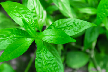 Kariyat or Andrographis paniculata leaf, traditional Thai herbal medicine.