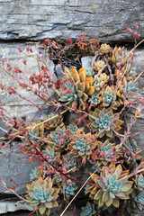 Echeveria pendula con pietra