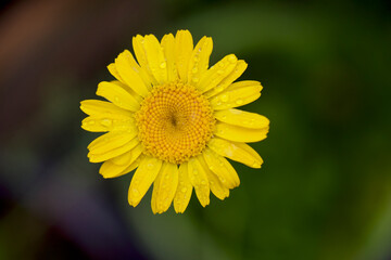 Yellow Daisy Macro