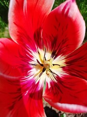 red tulip flower © Hanna