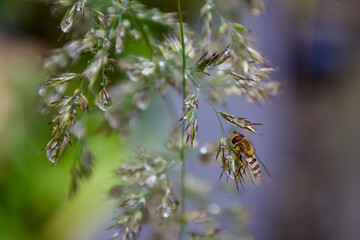 Hover fly drinking