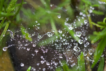 Raindrop on spider web