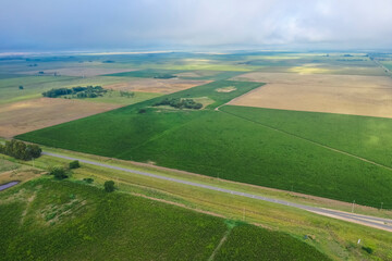 Corn cultivation, Buenos Aires Province, Argentina.