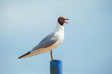 gull on a pole against a blue sky