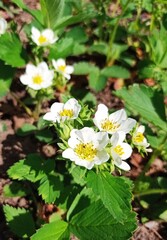 strawberry flowers