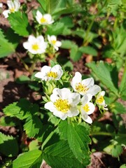 strawberry flowers