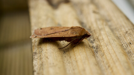 Moth on timber