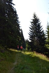 Fototapeta na wymiar hiking in the woods