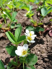 strawberry flowers