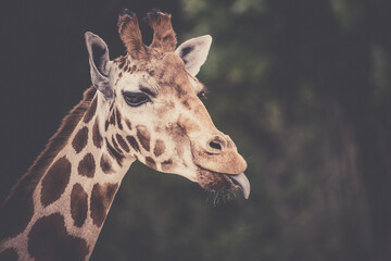 Cute giraffe portrait with tongue lolling out.