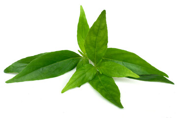 Andrographis paniculata on a white background The properties of Andrographis paniculata help neutralize free radicals in the body. Stimulates the immune system in the body. Against foreign matter that