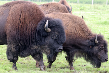 Bison cows, bulls and calves on a local Bison farm in summer in a herd living on a pasture with eight foot fences. 