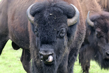 Bison cows, bulls and calves on a local Bison farm in summer in a herd living on a pasture with eight foot fences. 