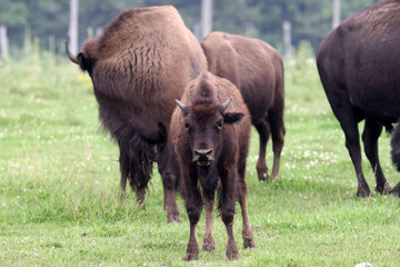 Fototapeta premium Bison cows, bulls and calves on a local Bison farm in summer in a herd living on a pasture with eight foot fences. 