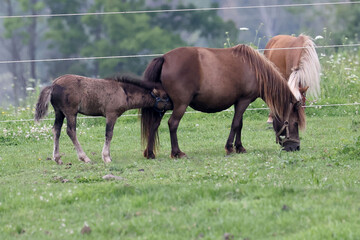 Naklejka na ściany i meble Miniature Horses and donkeys grazing and relaxing in farm field in bright summer sun