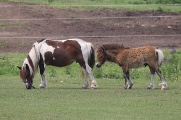 Naklejka na ściany i meble Miniature Horses and donkeys grazing and relaxing in farm field in bright summer sun