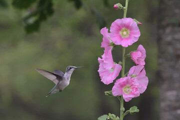 Hummingbird on pink hollyhock in bright summer