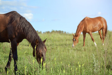 Two horses graze and eat grass in a meadow