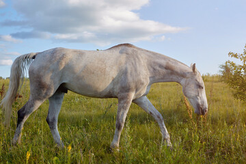 An old gray horse grazes in a meadow eating grass