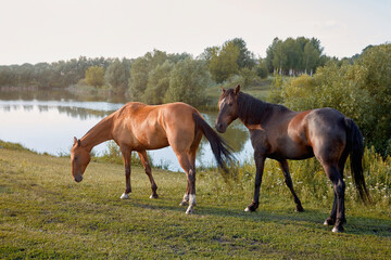 Two horses graze in a meadow eating grass by the lake