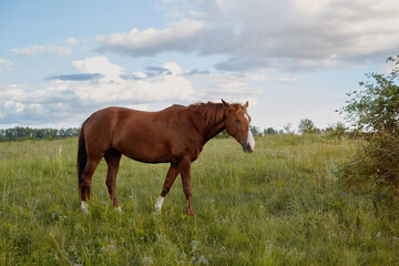 Fototapeta premium A brown horse grazes in a meadow eating grass against a cloudy sky on a clear dayy
