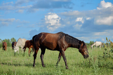 Horses graze and eat grass in the meadow