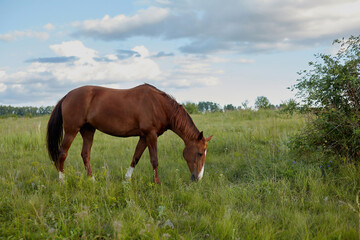 A brown horse grazes in a meadow eating grass against a cloudy sky on a clear dayy