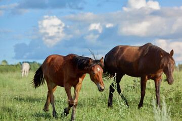 Fototapeta na wymiar A beautiful brown mare and a small foal are grazing in a meadow eating grass