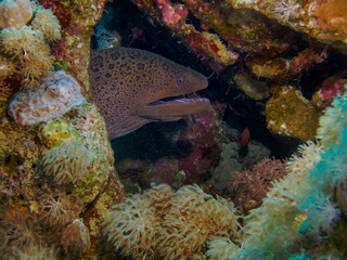 Naklejka na ściany i meble Moray eel hunting on the Red Sea reef