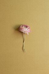 Pink dry ranunculus flower on brown background. top view, copy space