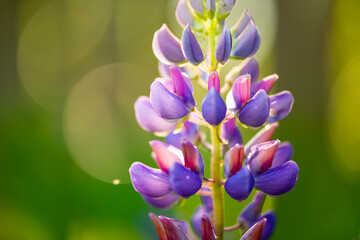 micro bright purple flowers blooming of lupin flower in a summer meadow background. Flower texture 
