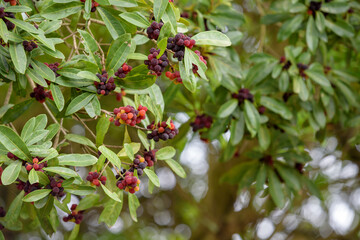 Red fruits of Japanese bayberry, on the branch